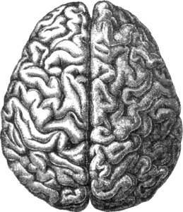 Human_brain